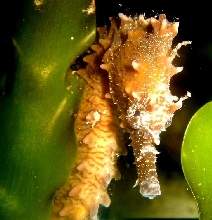 Female Erectus