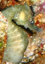Snoopy the Seahorse