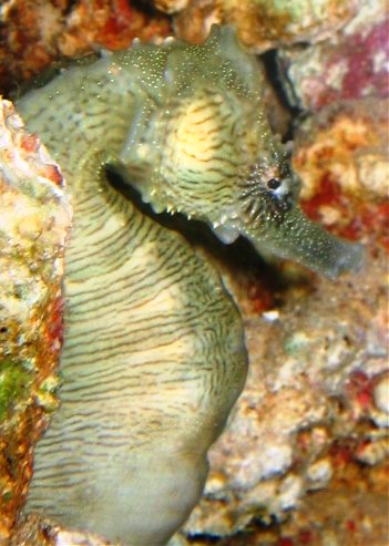 Snoopy the Seahorse