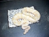 new albino