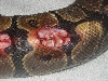 bite2