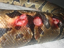 bite3