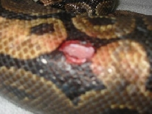 bite10