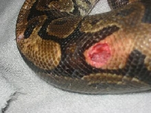 bite4