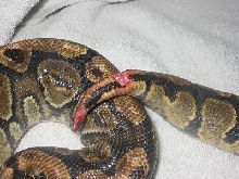 bite5