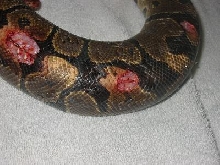 bite7