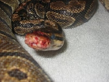 bite8