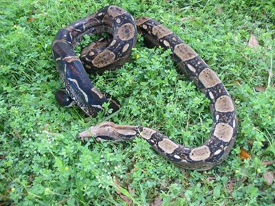 dust