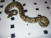 hetred1