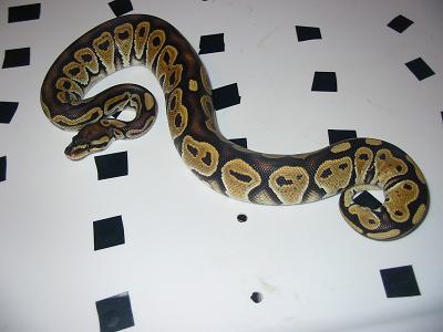 hetred1