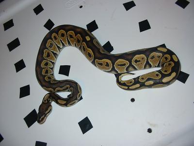 hetred3