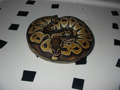 hetred4