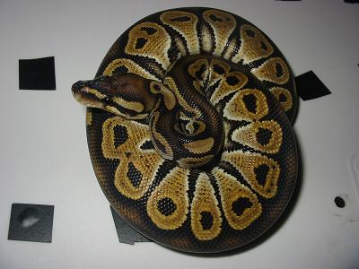 hetred5