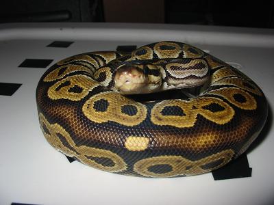 hetred6