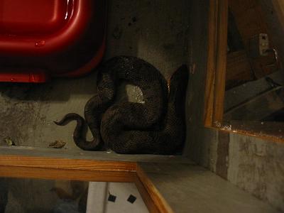 hognose