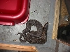 hognose1