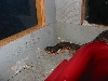 hognose2