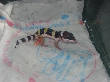 lep gecko