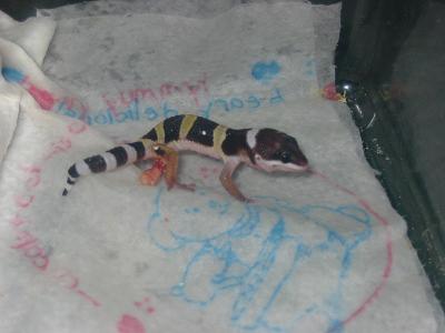 lep gecko