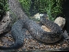 zoo cottonmouth