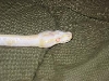 cas4142
