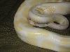 cas4144