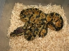 male pastel 200.00 shipped