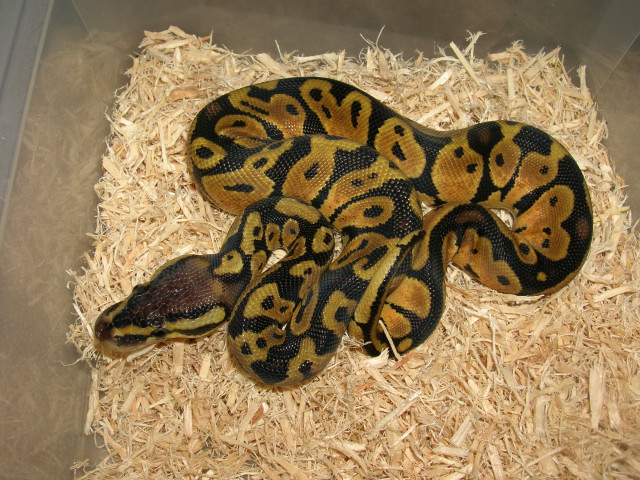 male pastel 200.00 shipped