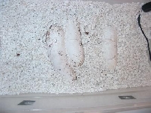 cal.e3