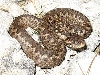 meadow adder