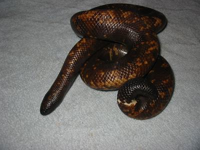 mom