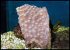 Saltwater - Austin Aquariums