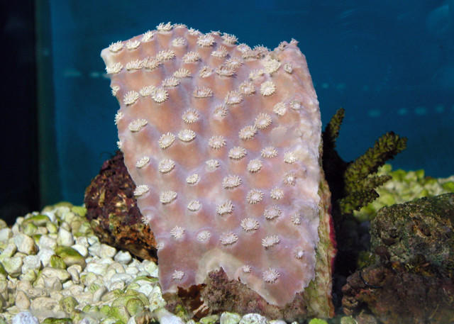 Saltwater - Austin Aquariums
