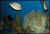 Saltwater Photos