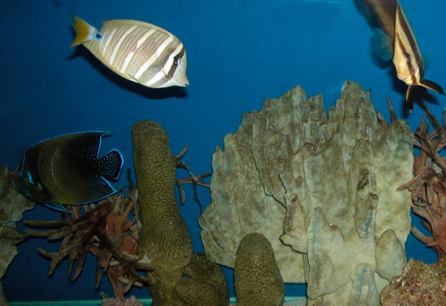 Saltwater Photos