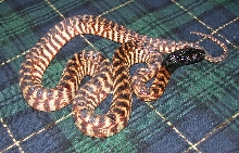 Baby Female Balckhead