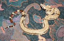 Pulculpa yearling