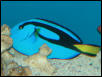 Saltwater - Austin Aquariums