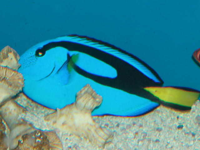 Saltwater - Austin Aquariums