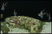 Saltwater Photos