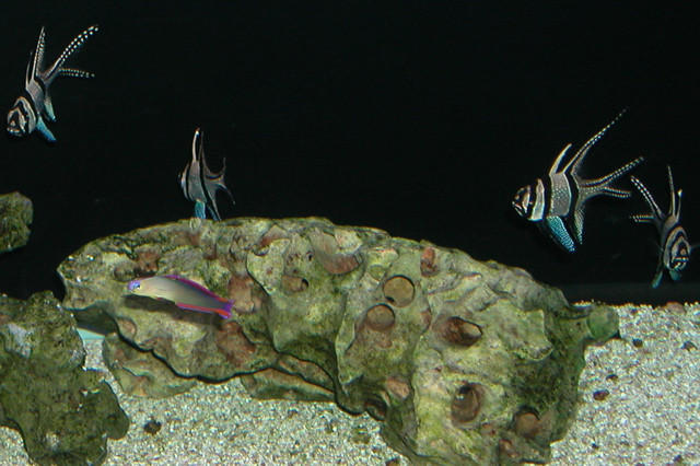 Saltwater Photos