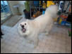 Killer attack dog