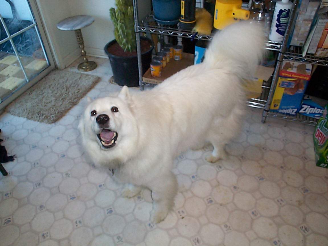 Killer attack dog