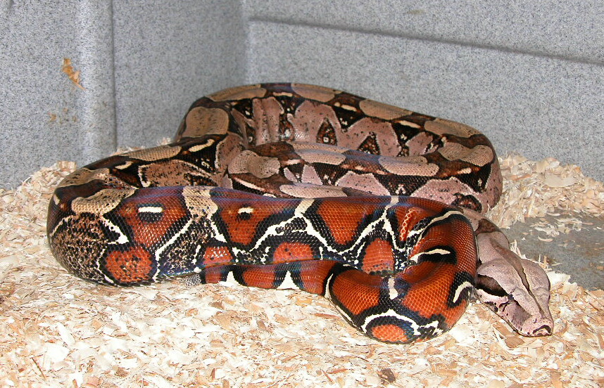 96 Guyana Female