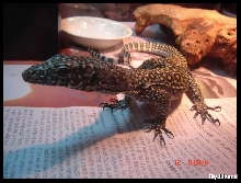 orange blue tailed moniter