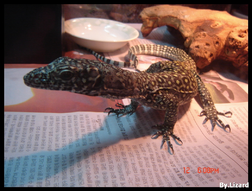 orange blue tailed moniter
