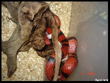 My MilkSnake