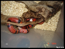My MilkSnake