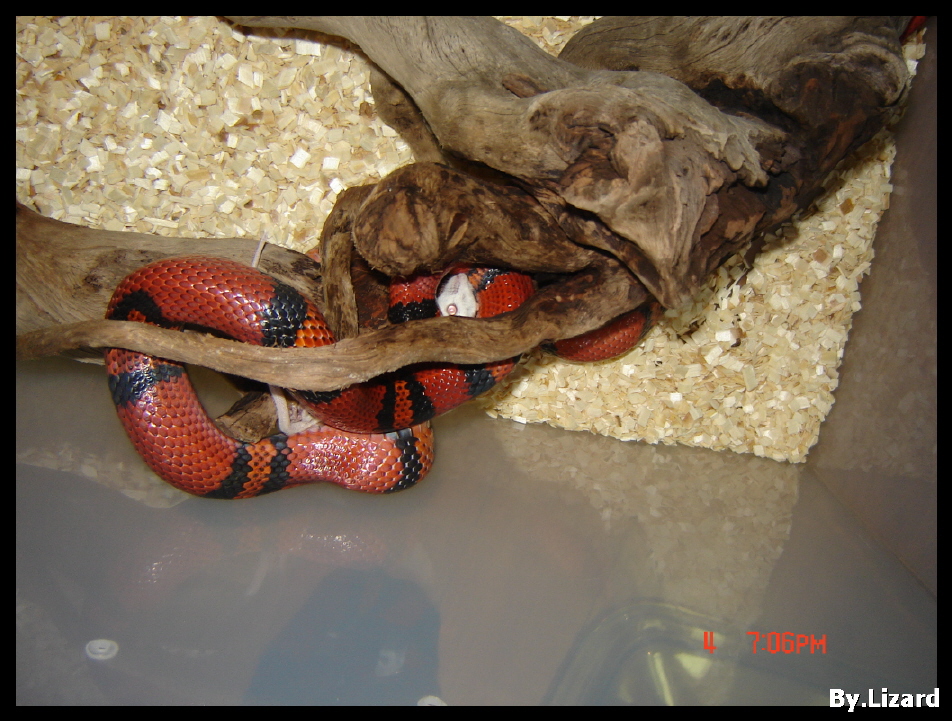 My MilkSnake