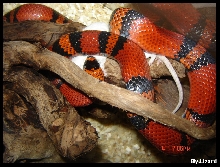 My MilkSnake